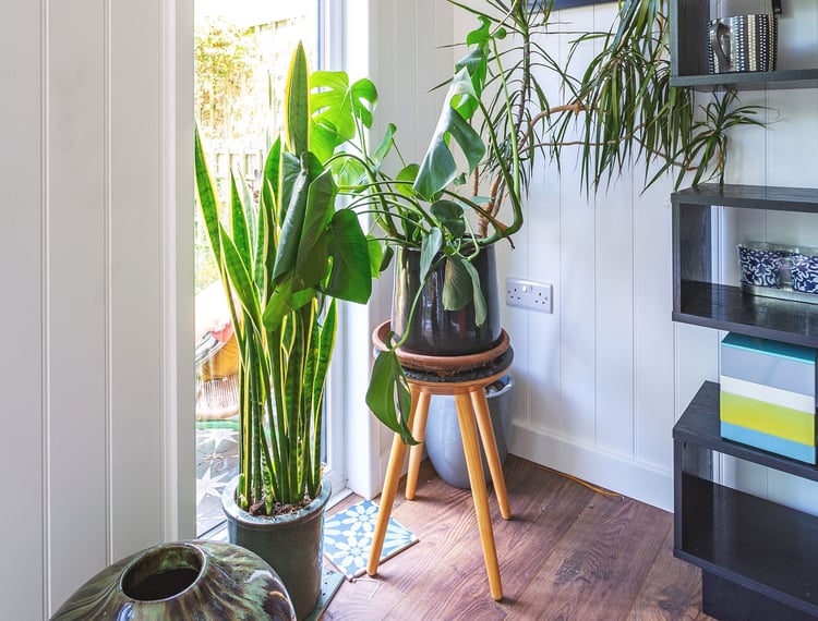 Plants in Garden Room