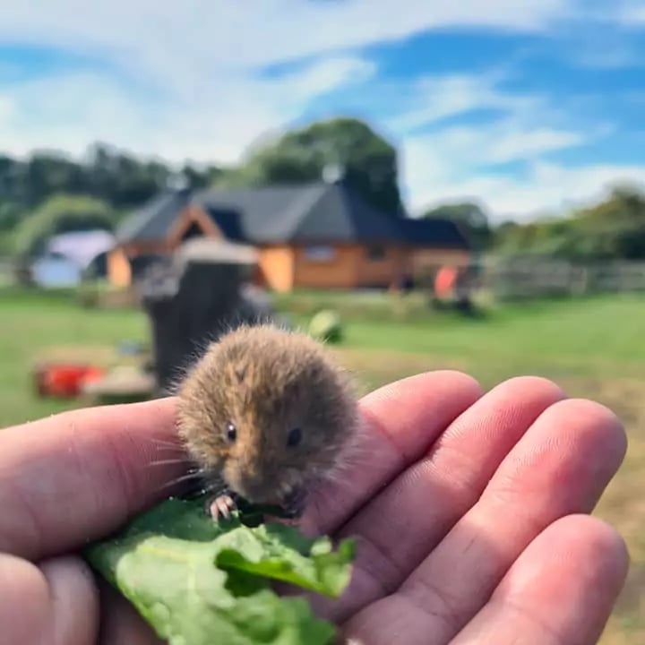 mouse feeding on teachers hand Happy Homestead Eco Nursery Forest School Outdoor Wooden Cabin