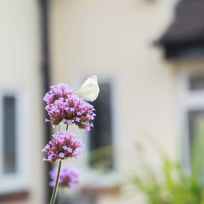 close up of flower in the garden