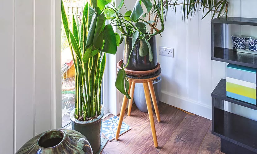 interior of a garden room with green plants