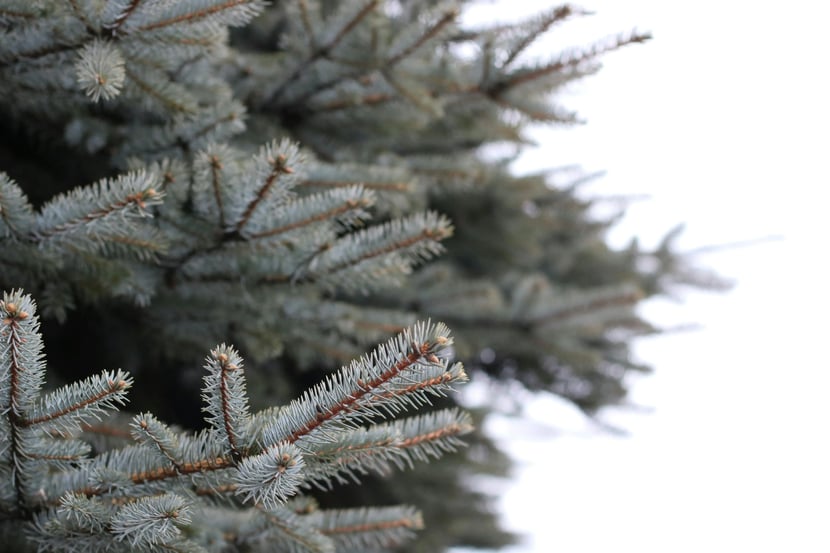 Fir Tree 