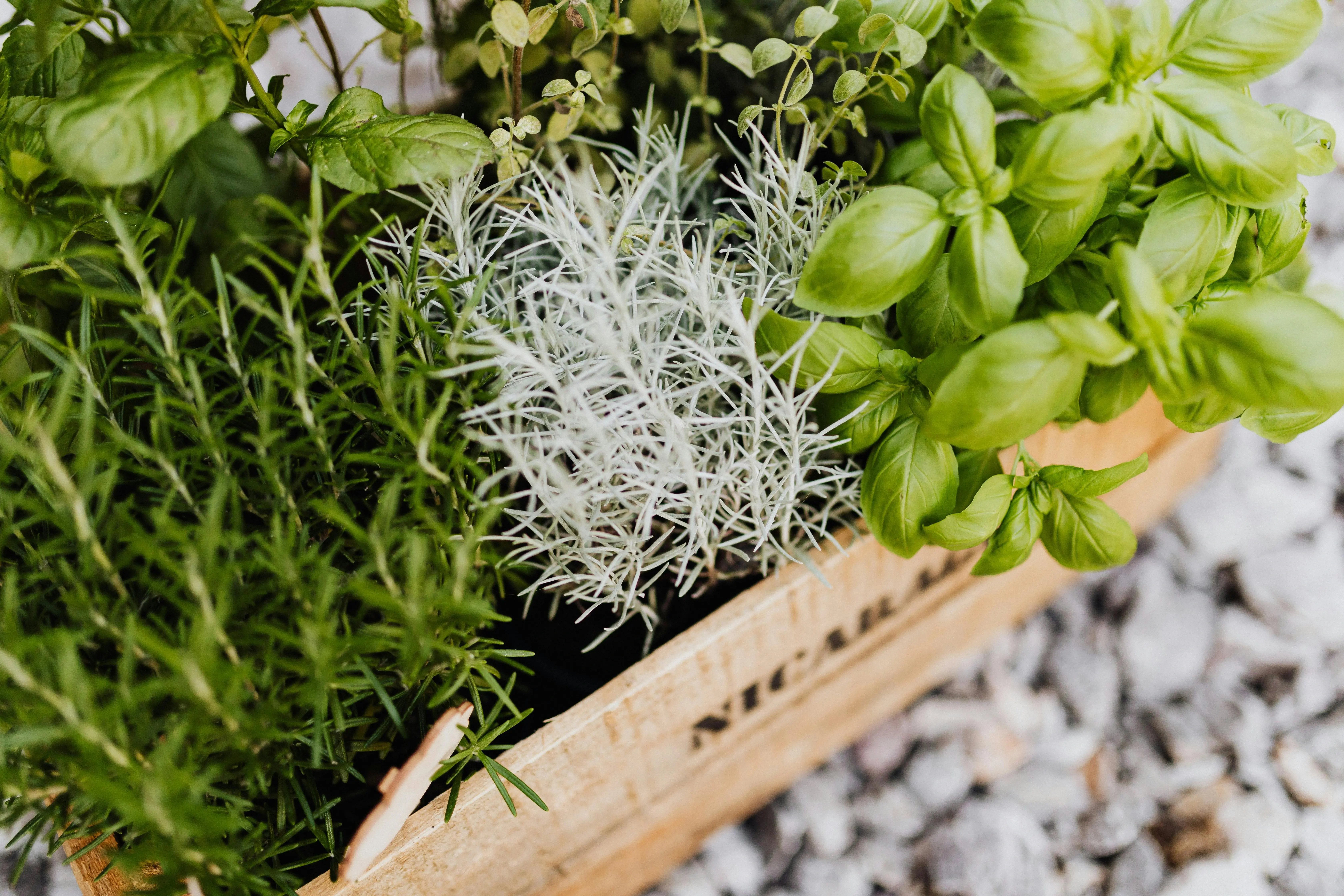 Herbs 