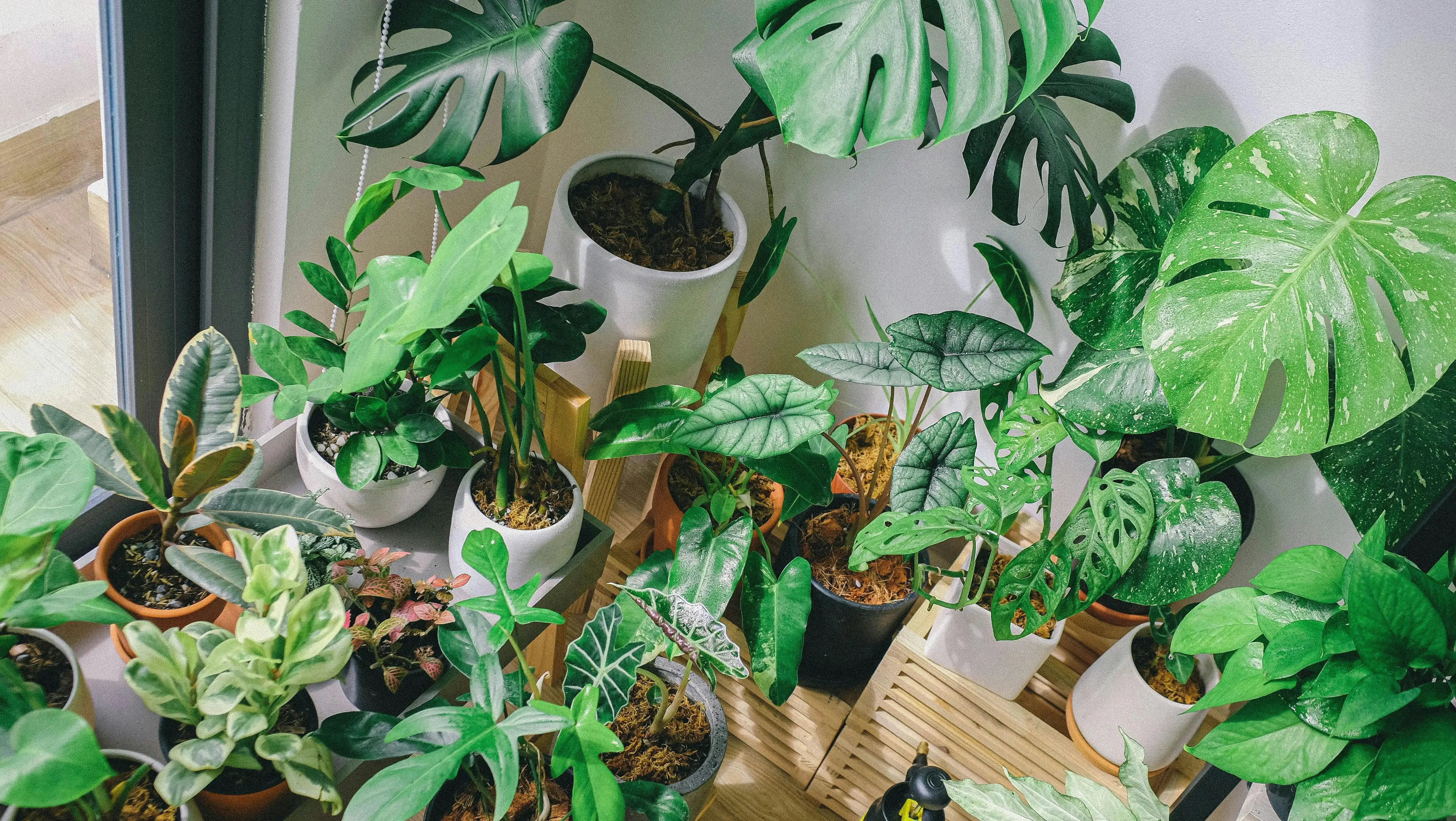 Houseplants