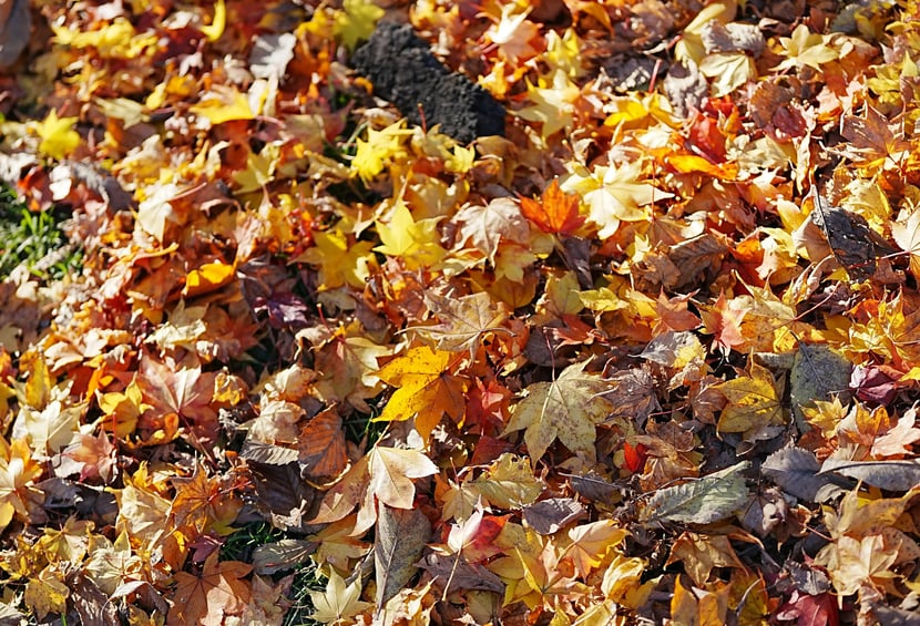 Leaves 