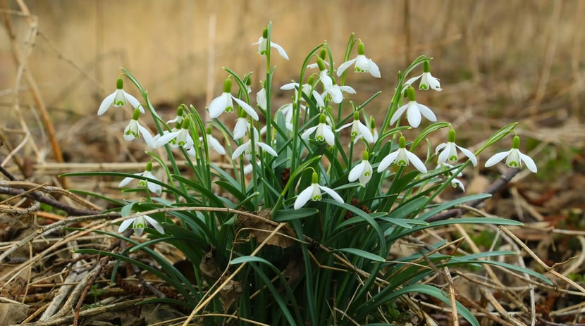 Snowdrops 
