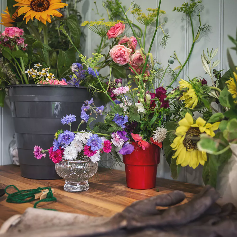 beautiful assortment of colourful wild flowers