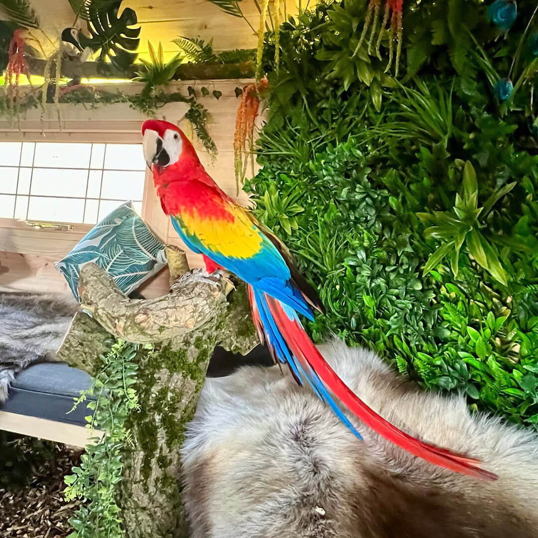 Interior of a camping cabin set up in a tropical theme with Macaw parrot
